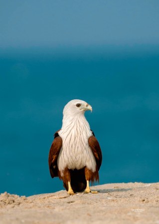 Brahminy Kite Portrait
