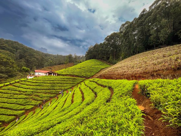 Majestic view of Teagarden